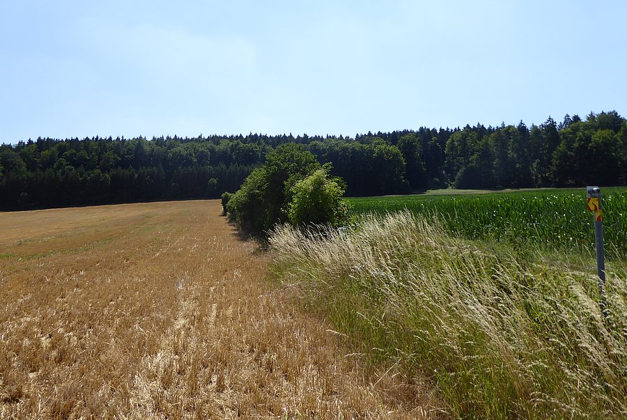 Ausschnitt einer Agrarlandschaft mit abgeerntetem Acker, Grünstreifen und einer Hecke